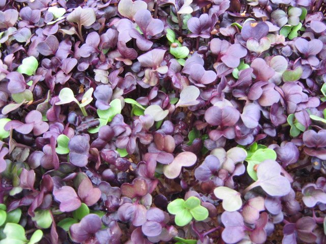 Rambo Pure Microgreens New Zealand