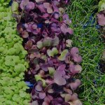 microgreens