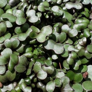 Red Cabbage Microgreens