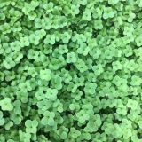 Organic Broccoli Microgreens